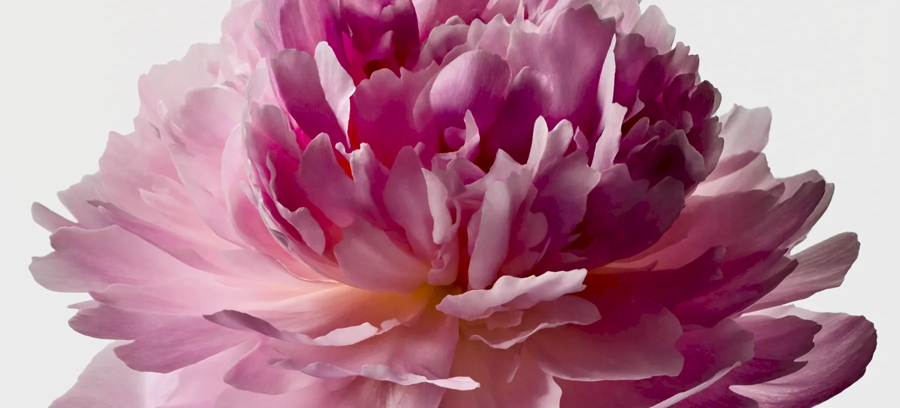 Mother's Day Flowers and Gifts