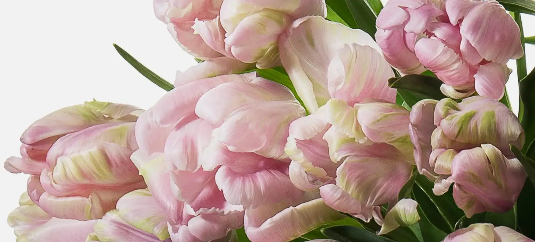 Parrot Tulips