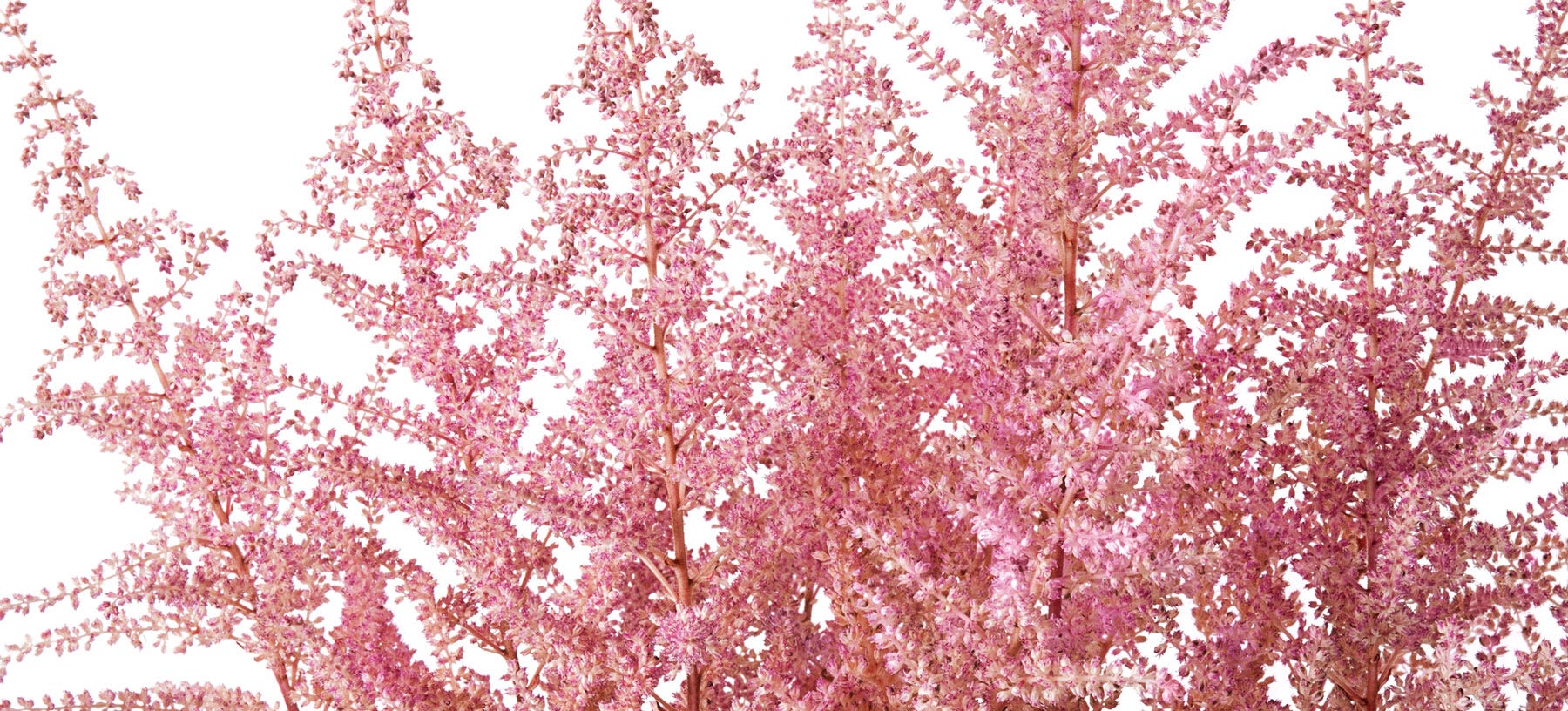Astilbe