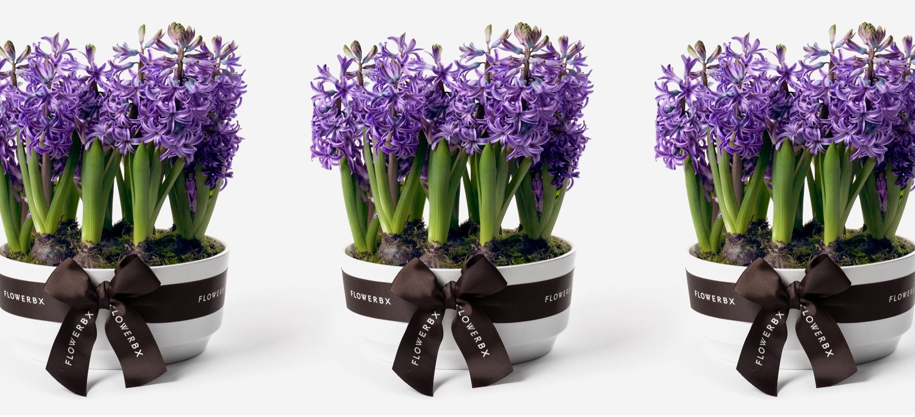 Spring Bulbs