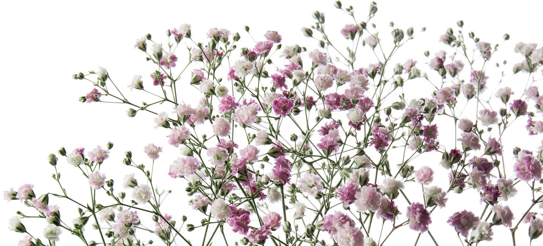 Baby's Breath