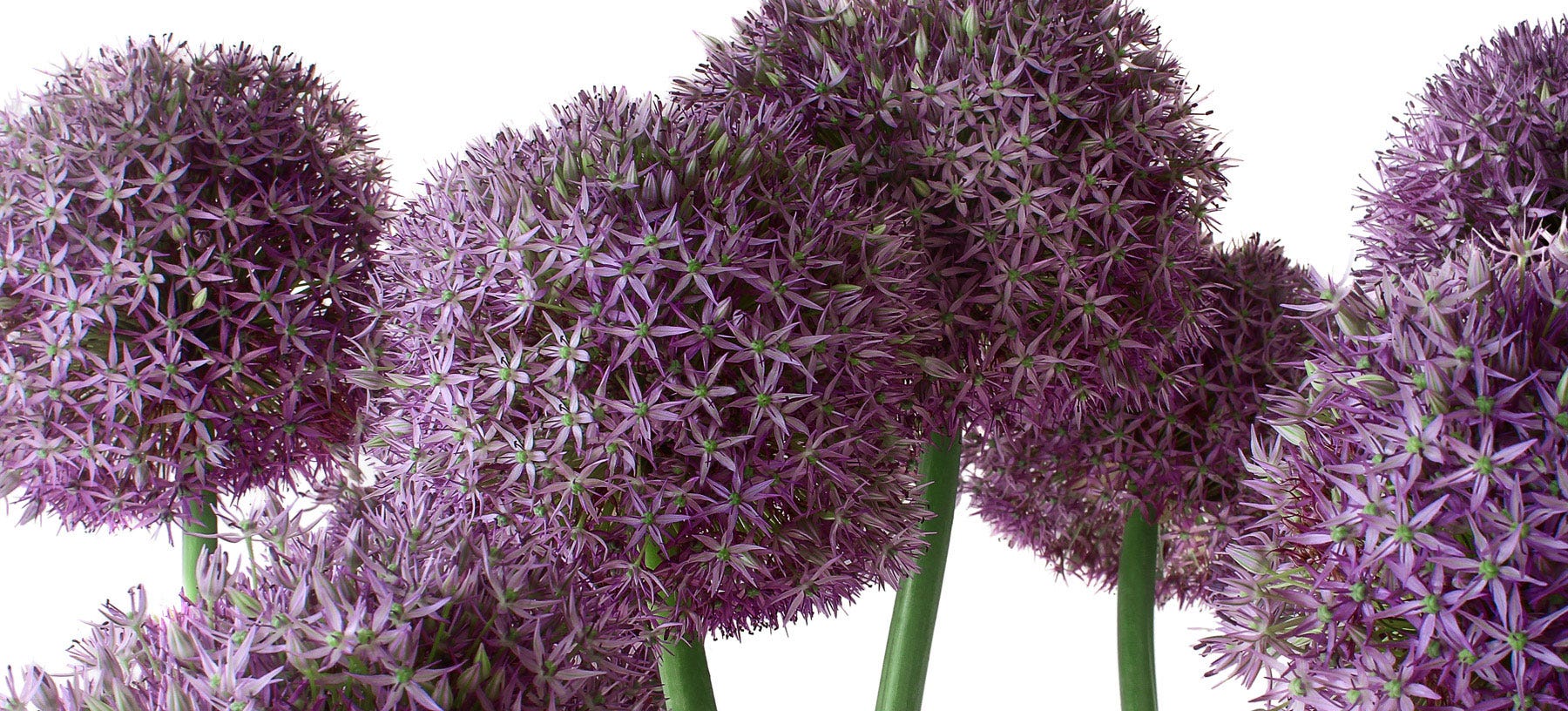 Allium