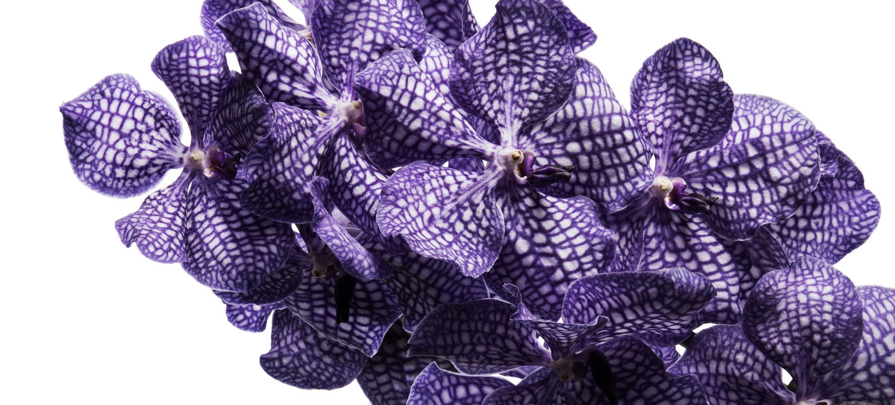 Vanda Cut Orchids