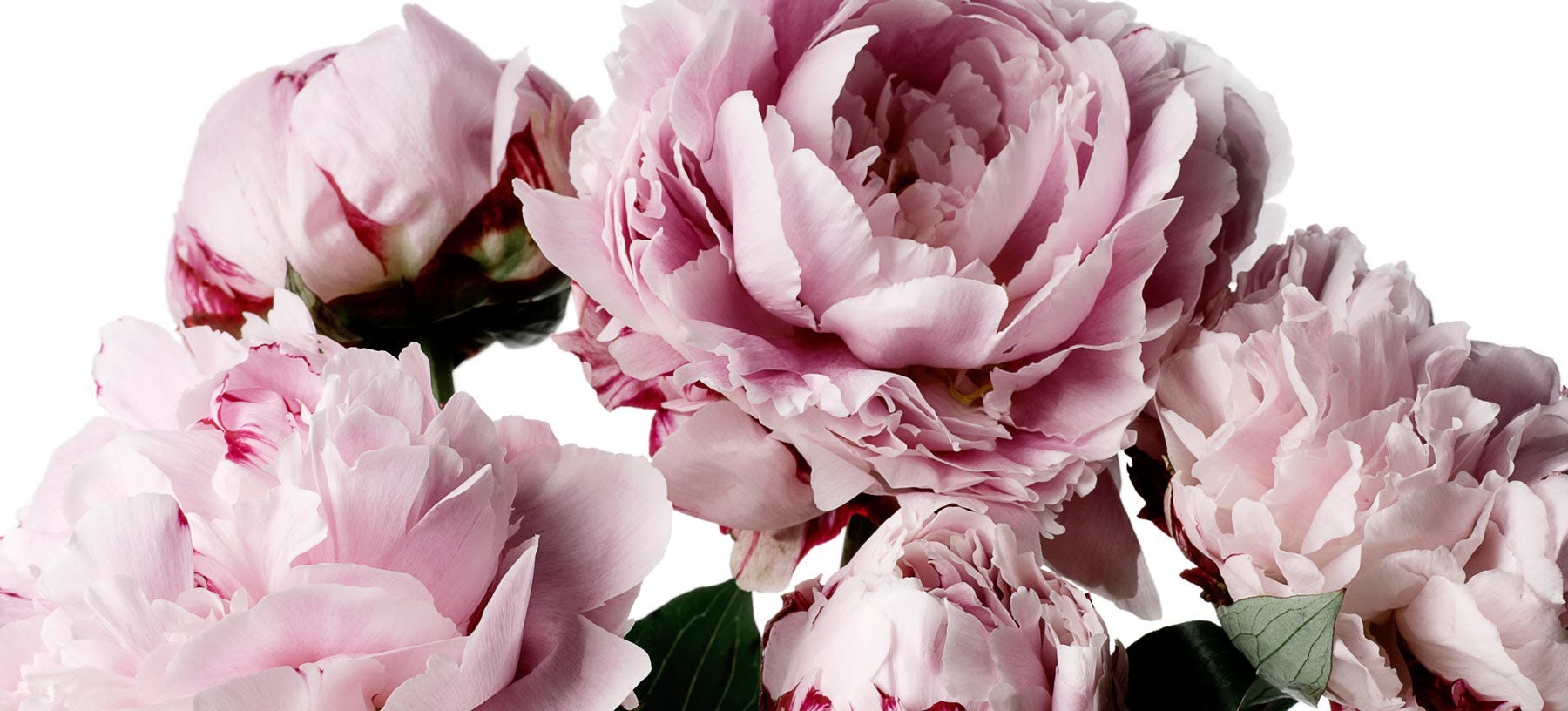 Peonies
