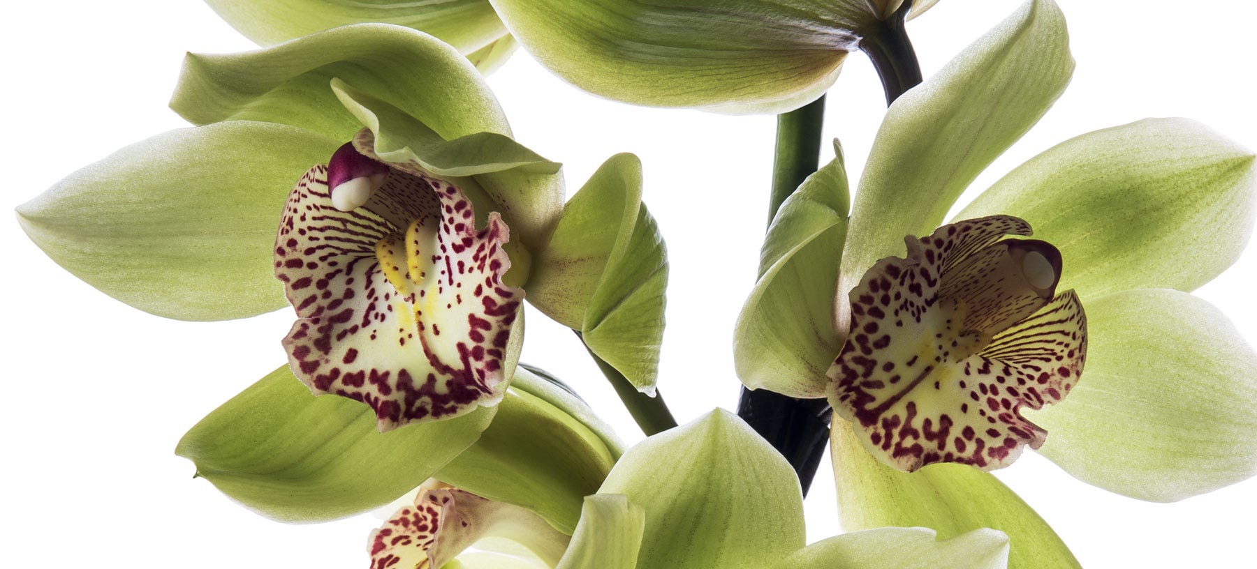 Cymbidium Cut Orchid