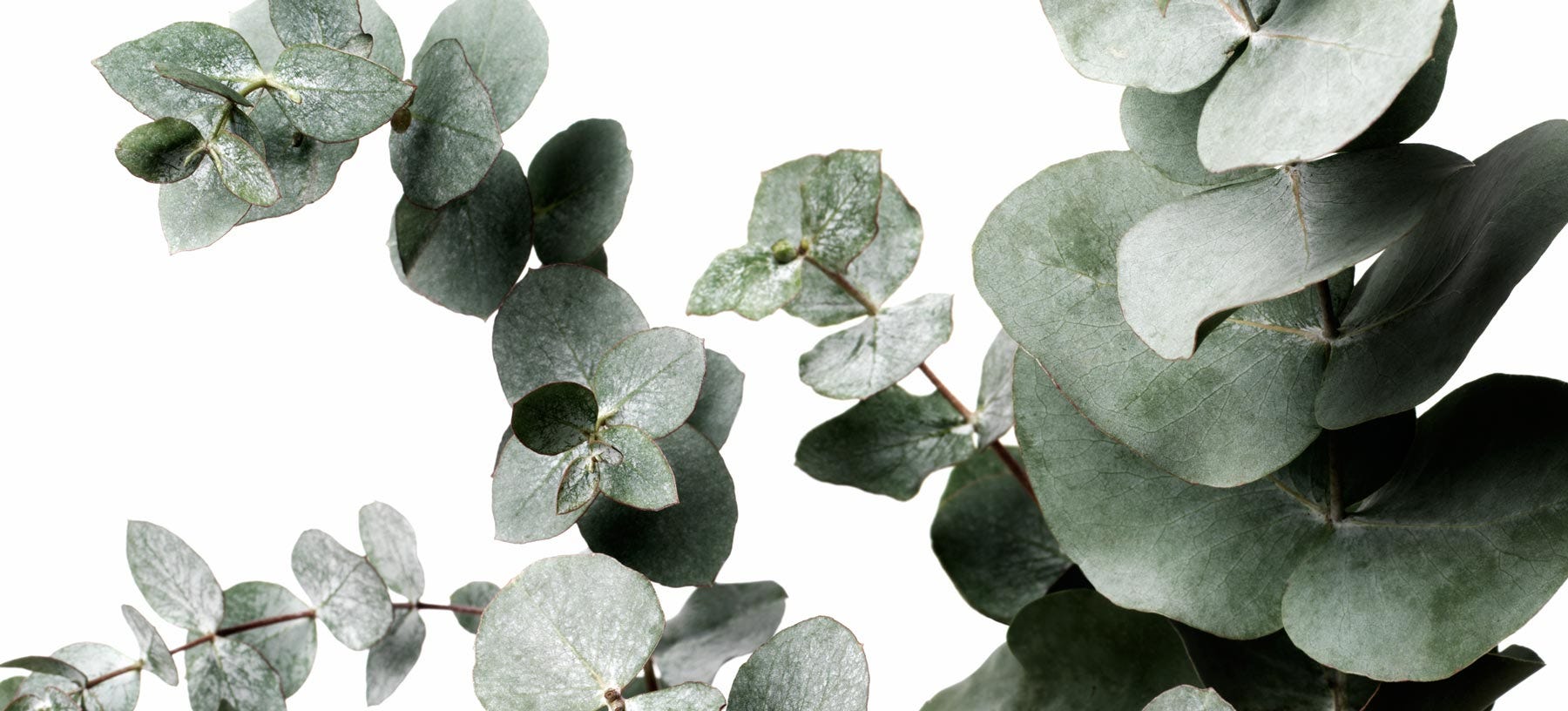 Eucalyptus