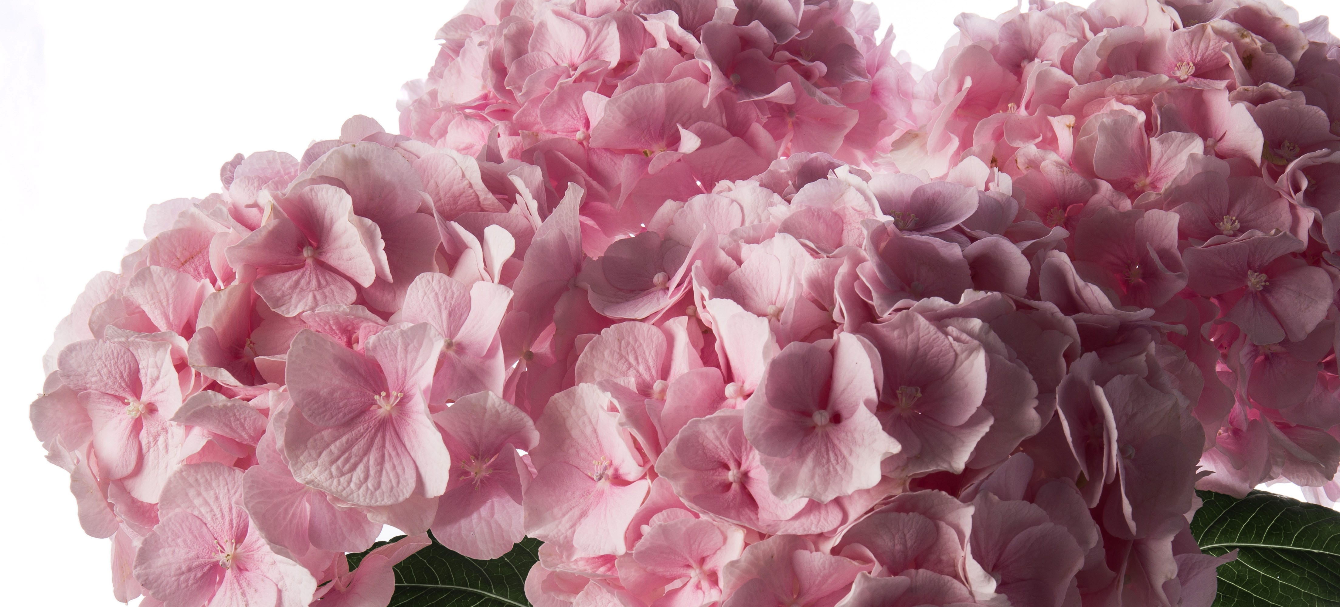 Hydrangeas