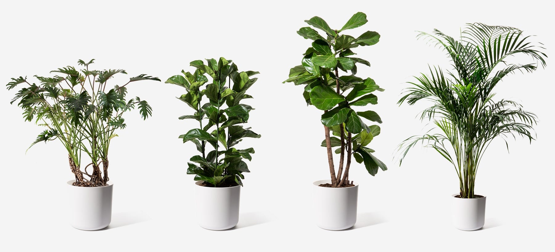 Luxury Houseplants