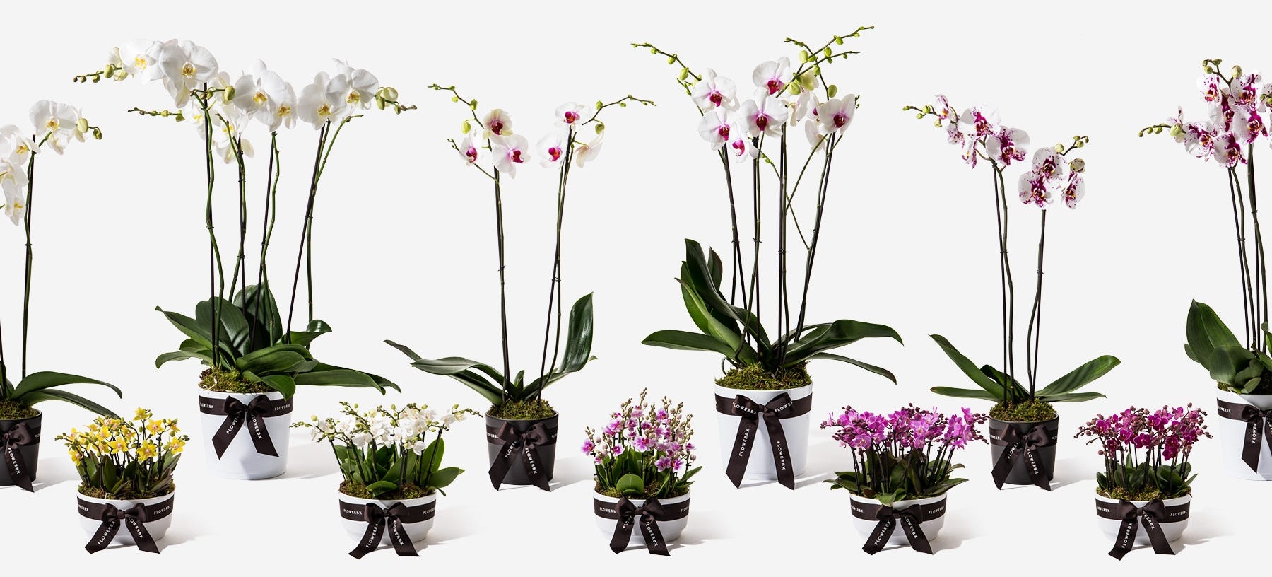 Luxury Orchids