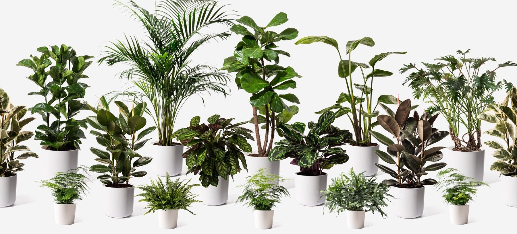 Luxury Houseplants