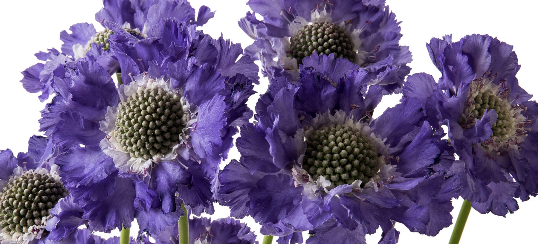 Scabiosa