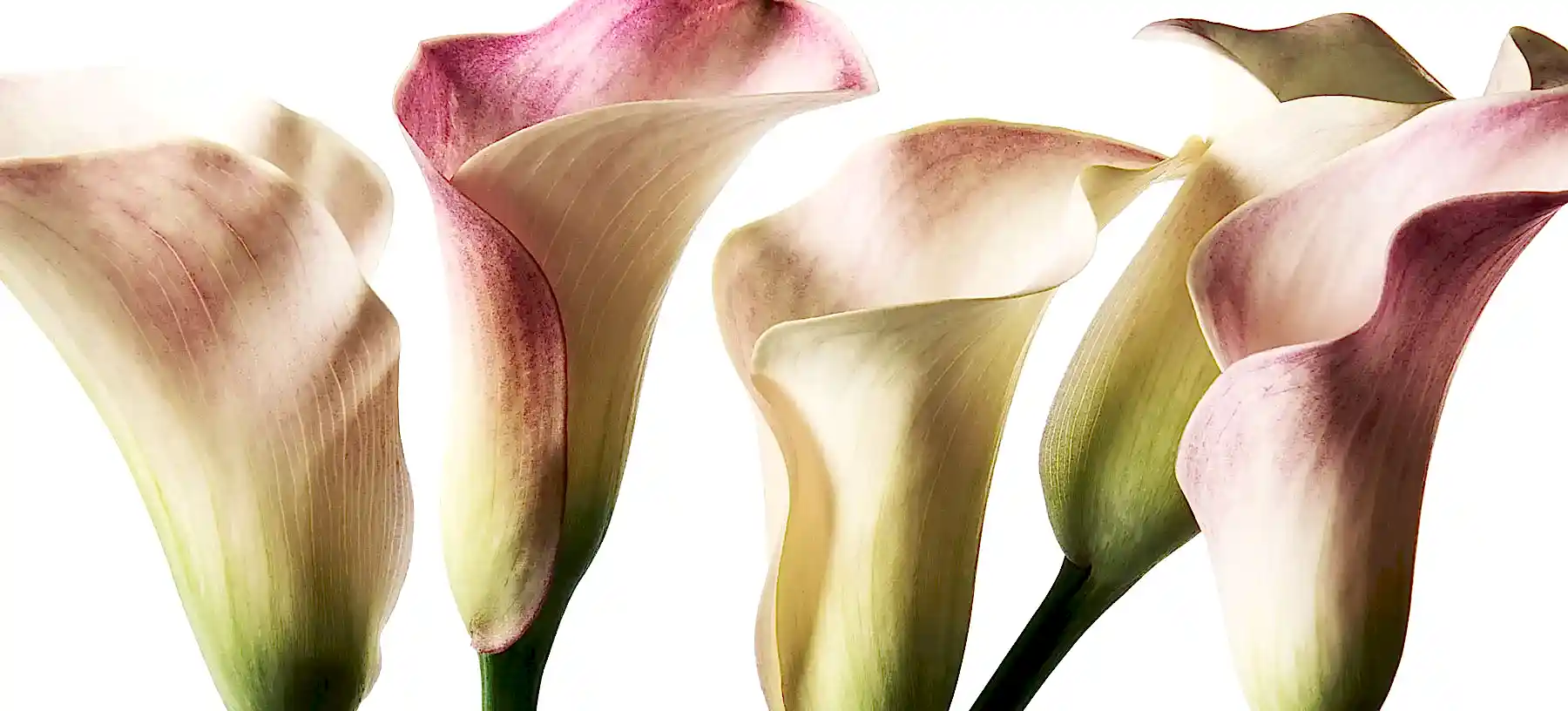 Calla Lily