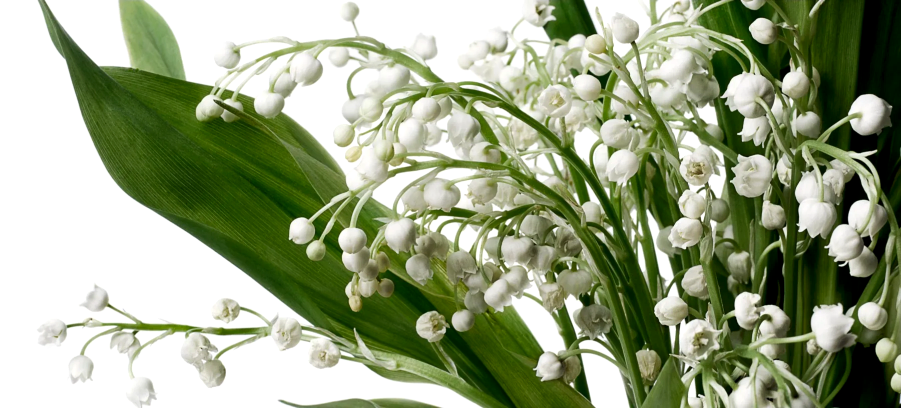 Lily of the Valley