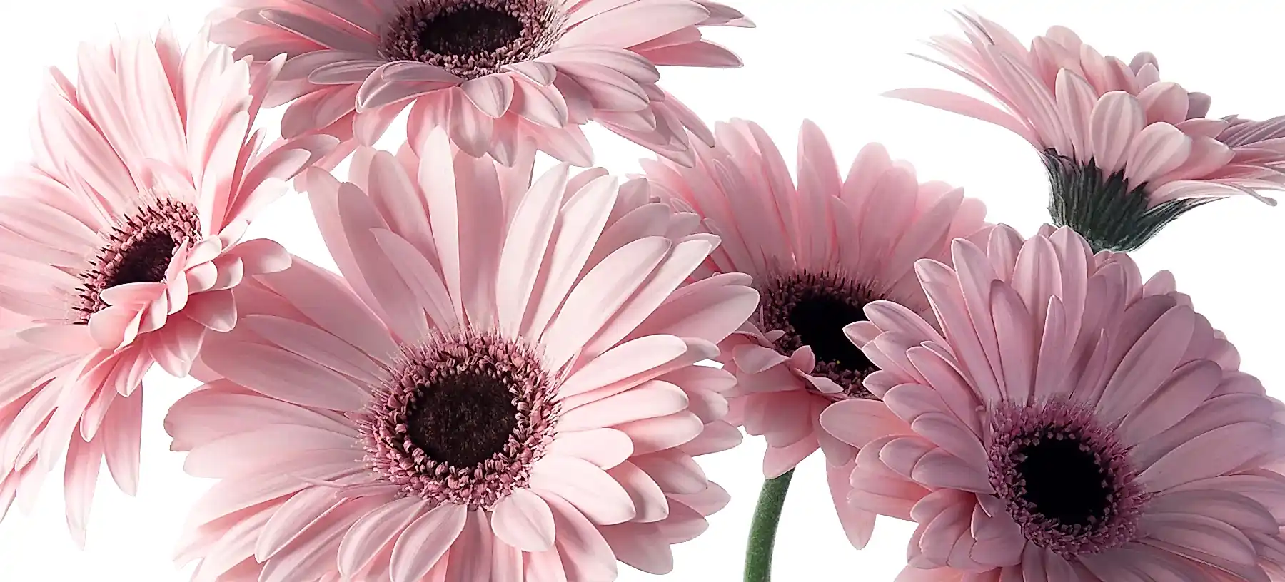 Gerbera Daisies