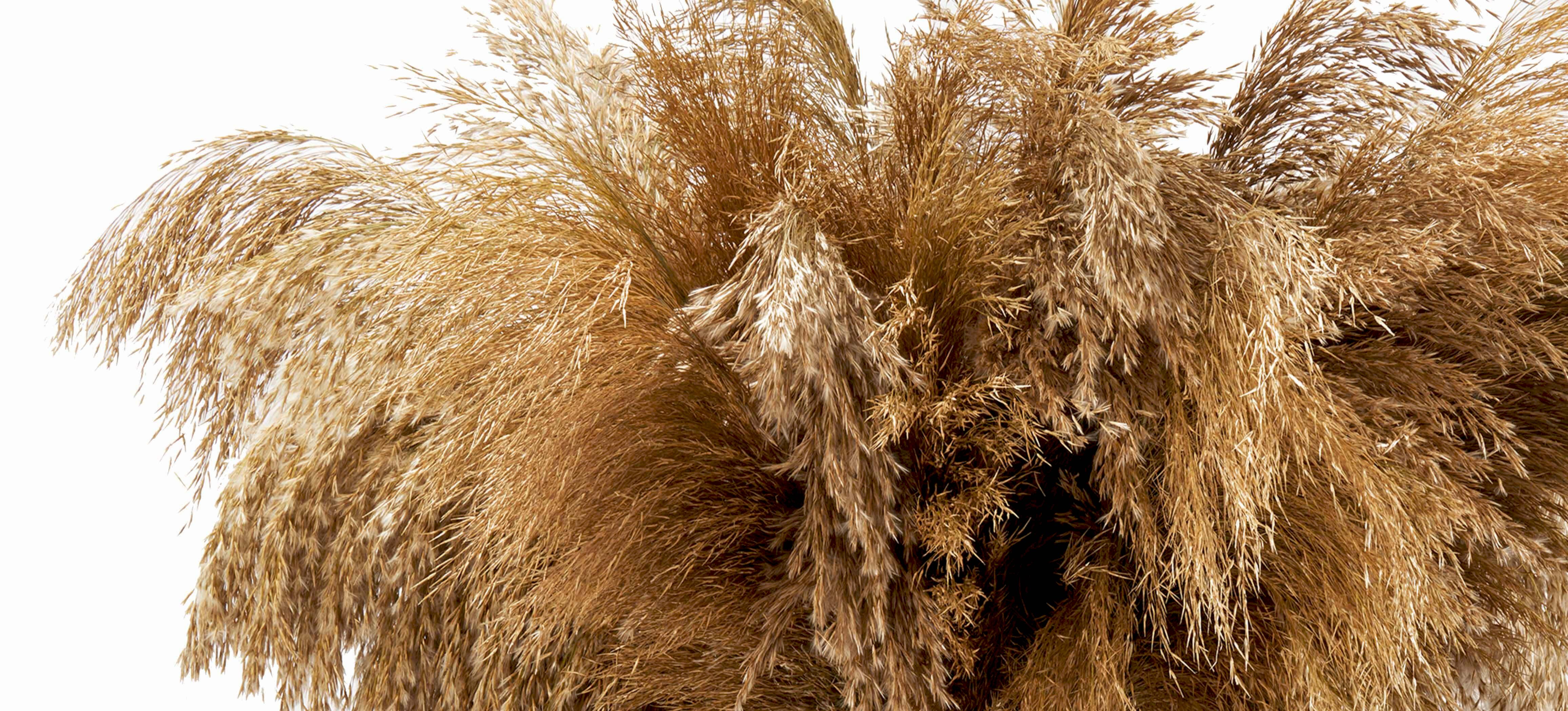 Pampas Grass
