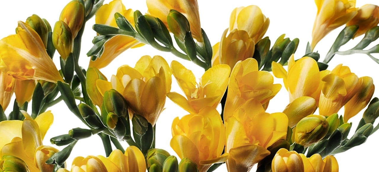 Yellow Flowers