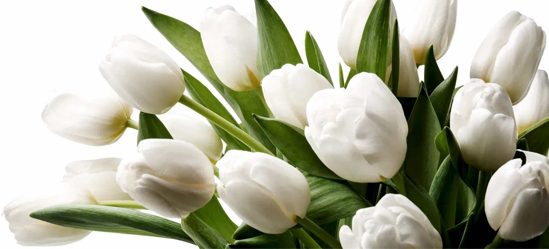 Dutch Tulips