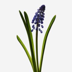 Wedgwood Muscari