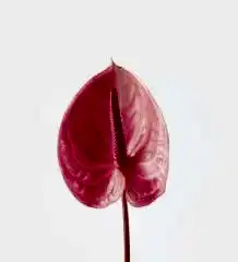 Daybreak Anthurium
