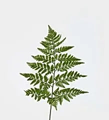 Fern Foliage