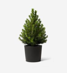 Mini Potted Tree in an Anthracite Ceramic Pot
