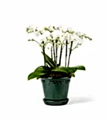 Everyday Elegance Orchid Plant in a Glazed Emerald Pot