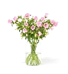 20 stems of Pink Cheeks Campanula in our Medium Apothecary Vase