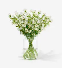 20 stems of White Cloche Campanula in our Medium Apothecary Vase