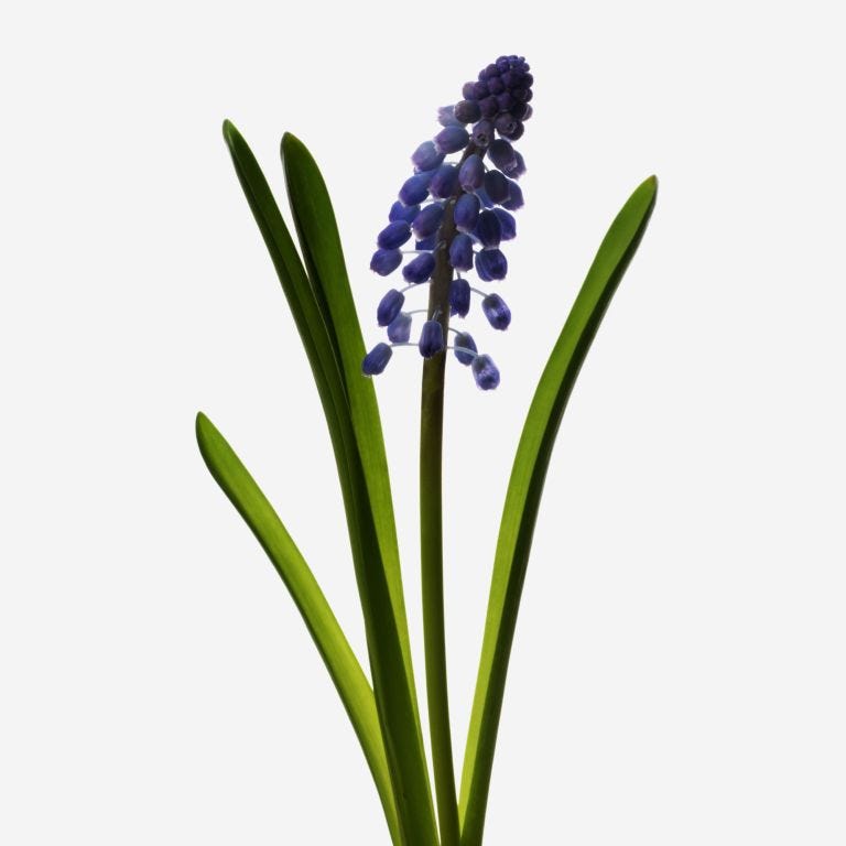 Wedgwood Muscari