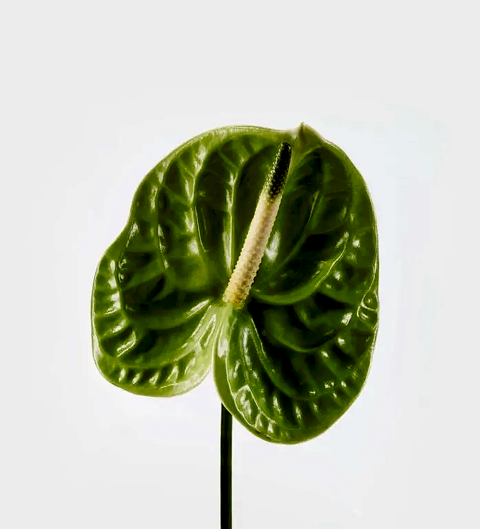 Lily Green Anthurium