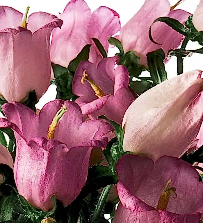 Pink Cheeks Campanula