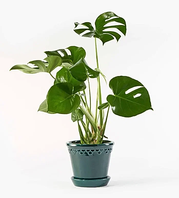 Green Cheese Plant in the Glazed Emerald Pot - 21cm