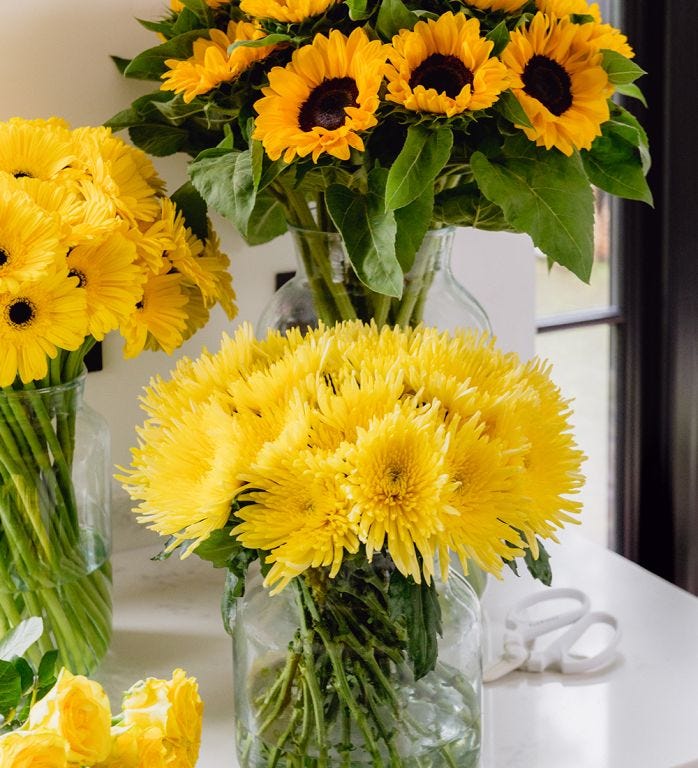 Canary Chrysanthemum 