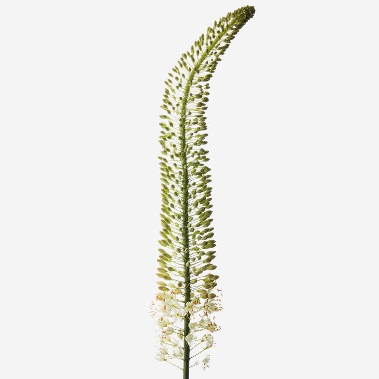 Wispy White Foxtail Lily
