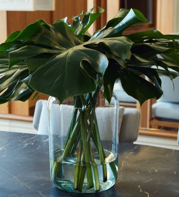 Green Cheeseplant Leaf Foliage