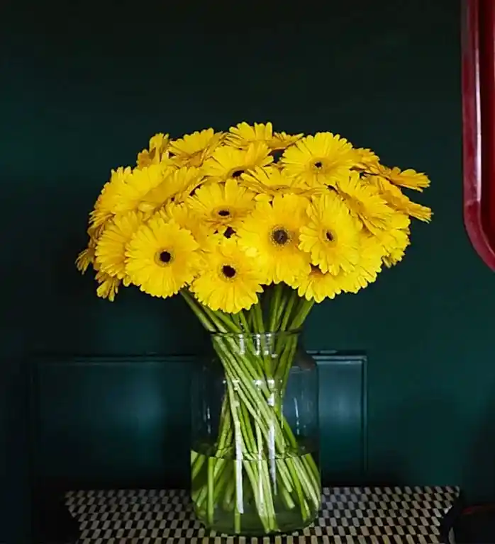 Sunshine Gerbera Daisy