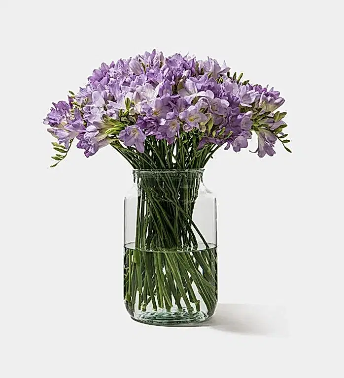 Mauve Freesia in a Small Apothecary Vase