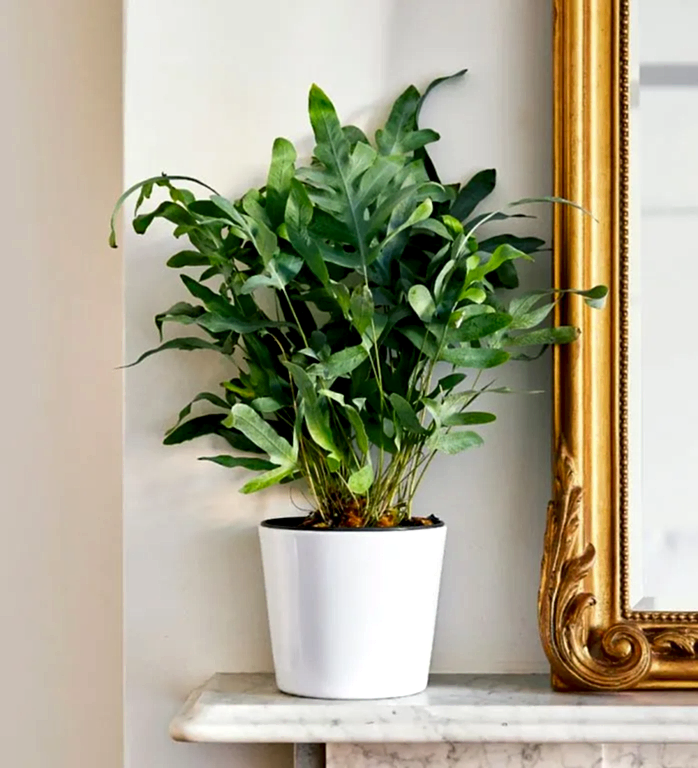 Blue Wave Fern in our complimentary white pot