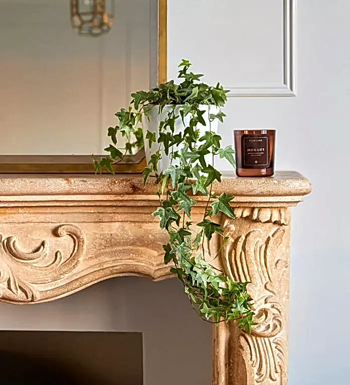 Ivy Plant in our complimentary white pot