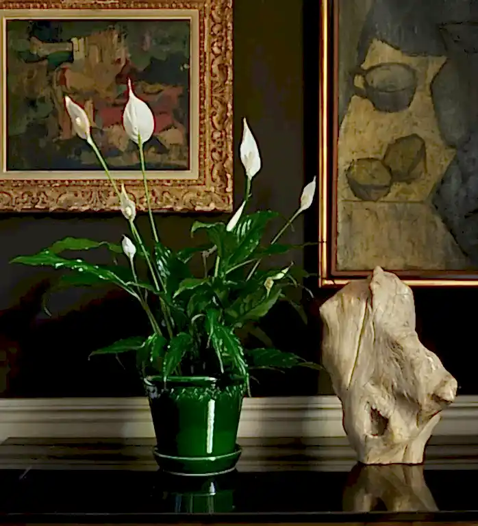 Peace Lily Plant in our Glazed Emerald Pot