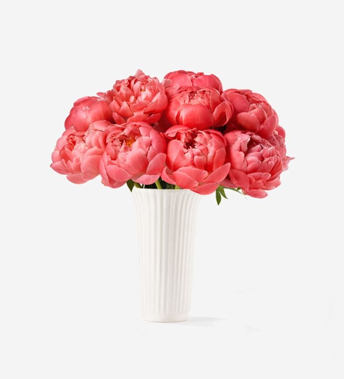 10 Stems of Flamingo Peony in a 12cm Glazed White Fluted Vase