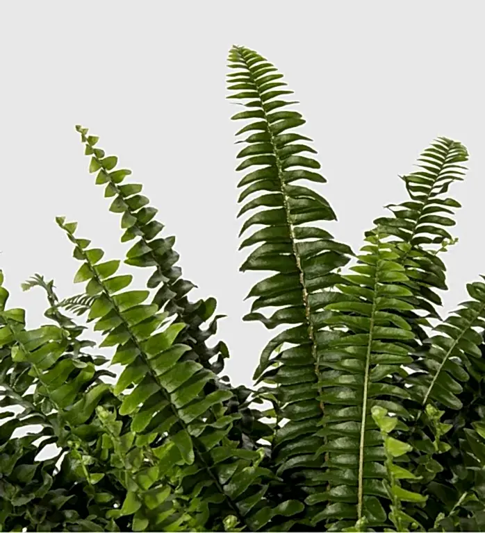 Boston Fern Plant