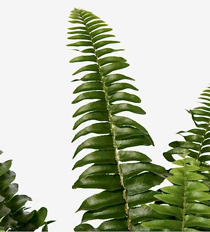 Boston Fern Plant