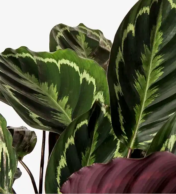 Tortoiseshell Calathea Medallion Plant
