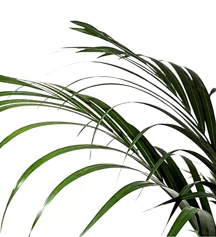 Areca Palm