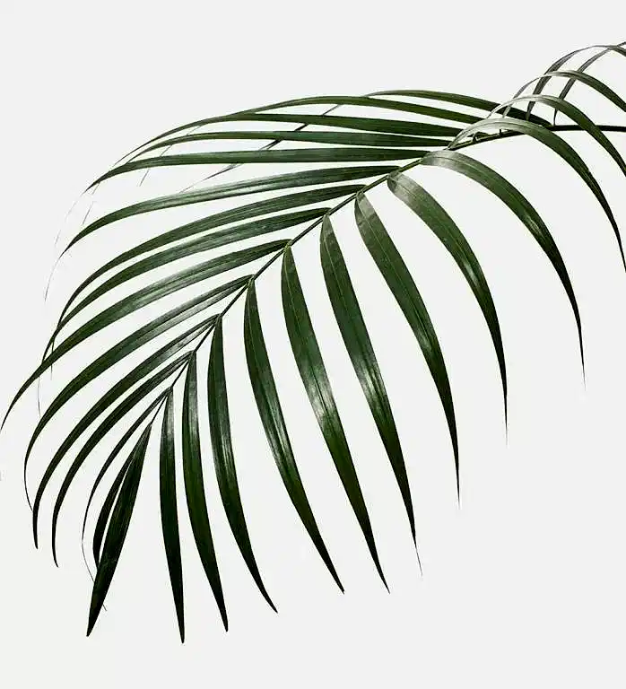 Areca Palm