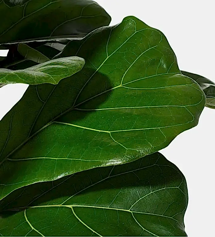 Fiddle-Leaf Fig Plant