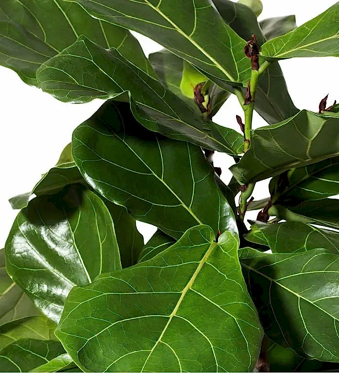 Fiddle-Leaf Fig Plant