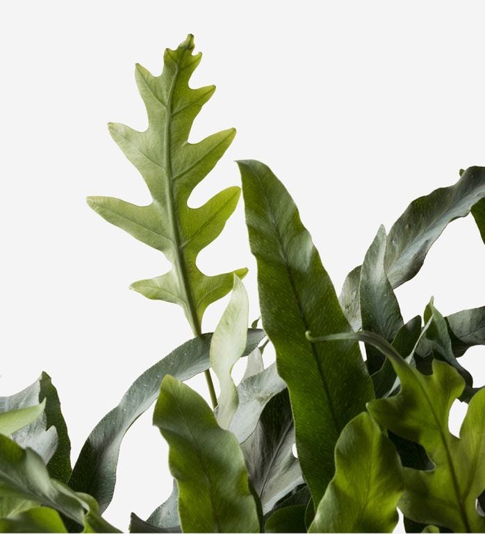 Philodendron