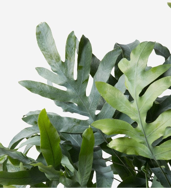Philodendron
